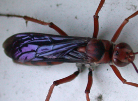 Tachypompilus ferrugineus